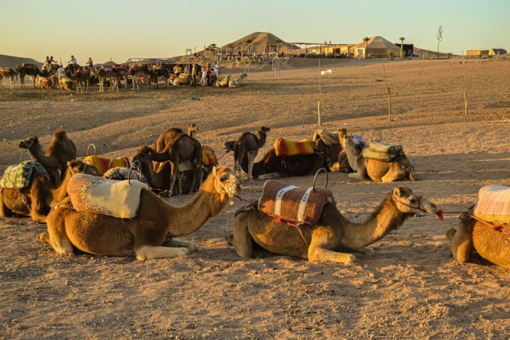 Circuit 6 jours Marrakech : chameaux au coucher du soleil dans le désert d'Agafay