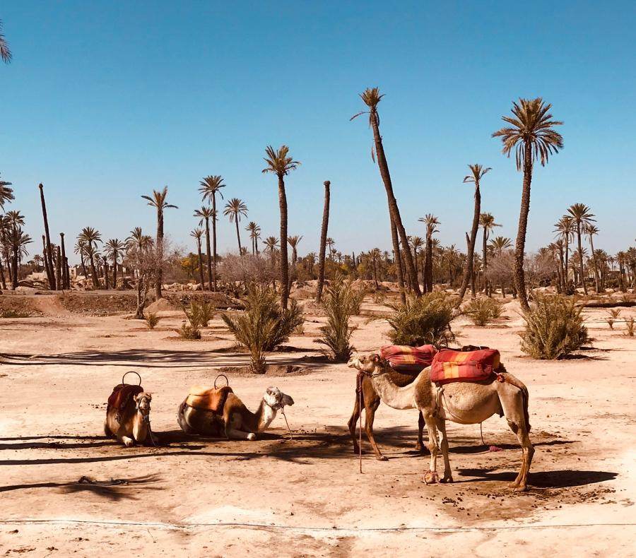 Quand visiter Marrakech pour une excursion désert : palmeraie et dromadaires sous ciel bleu
